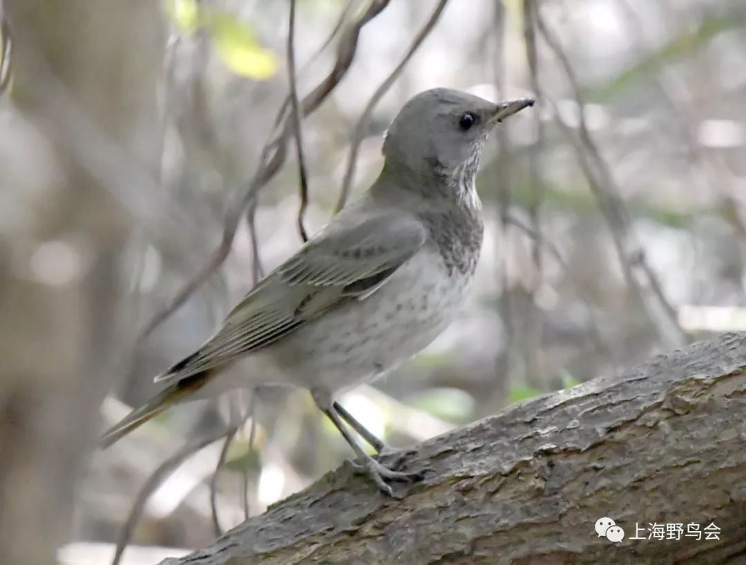 上海市鸟类名录2019